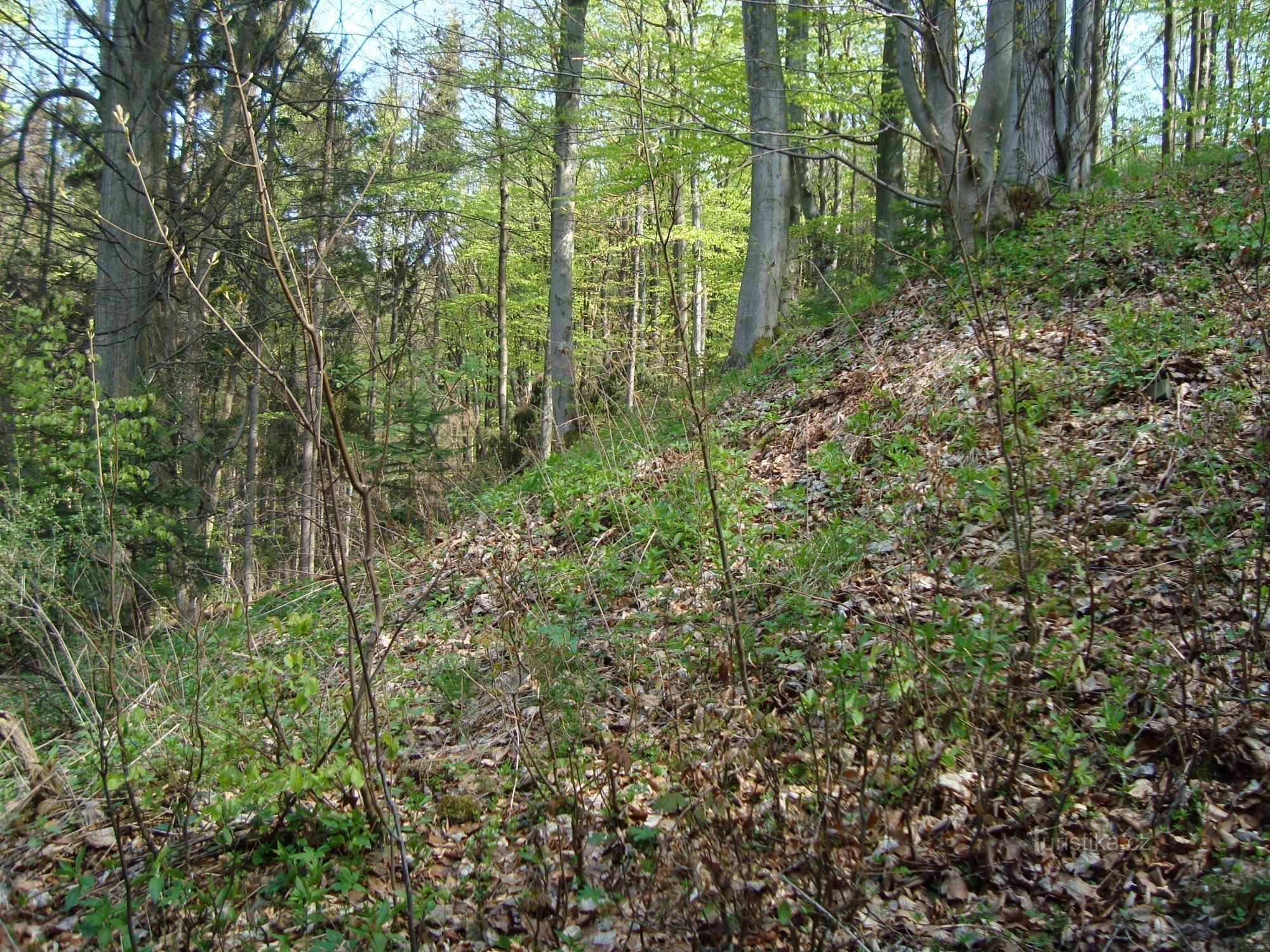 Vildštejn - den nordlige skråning af slotsbakken fra adgangsvejen fra Lobník - Foto: Ulrych Mir.