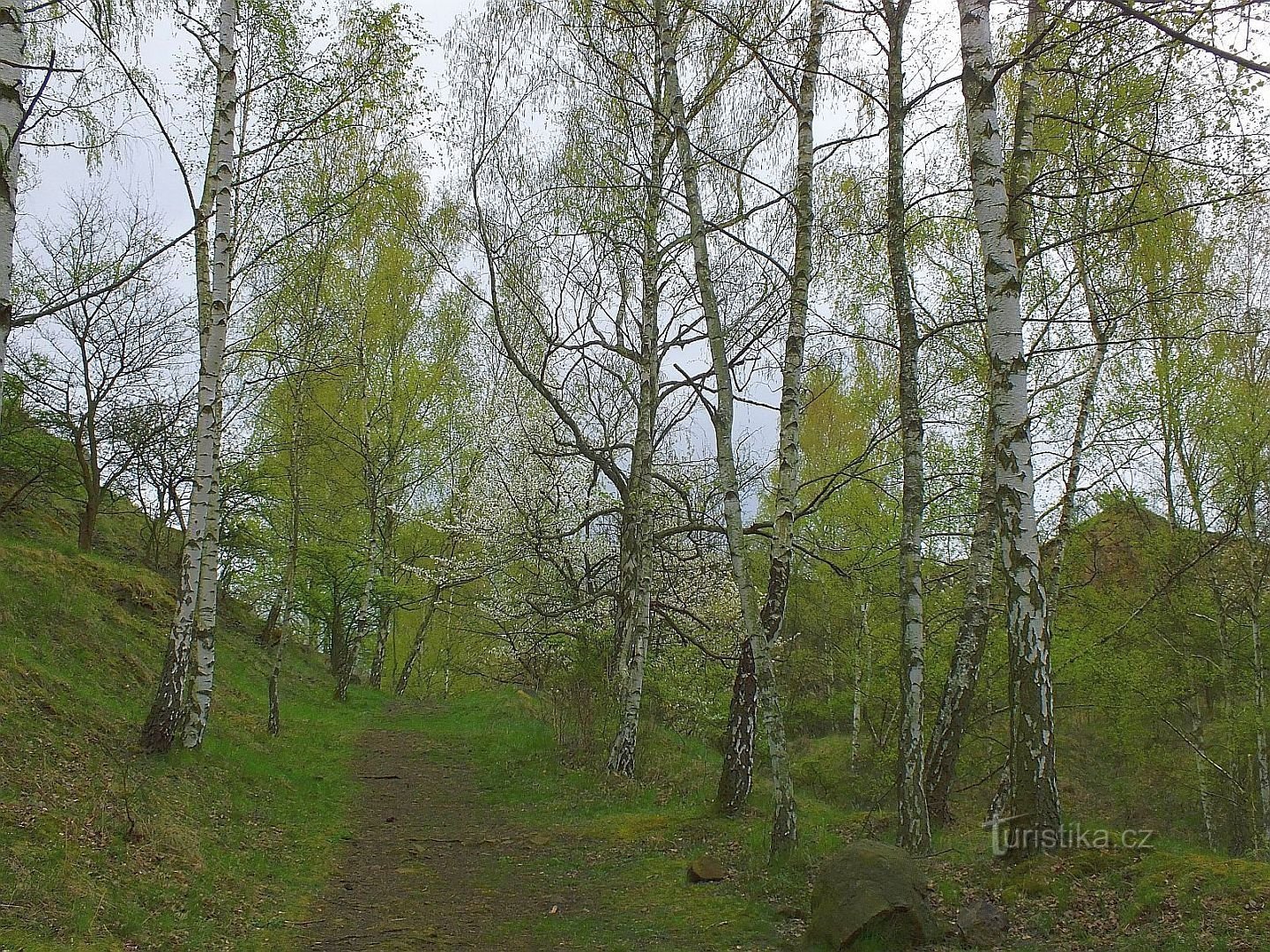 Vinska planina