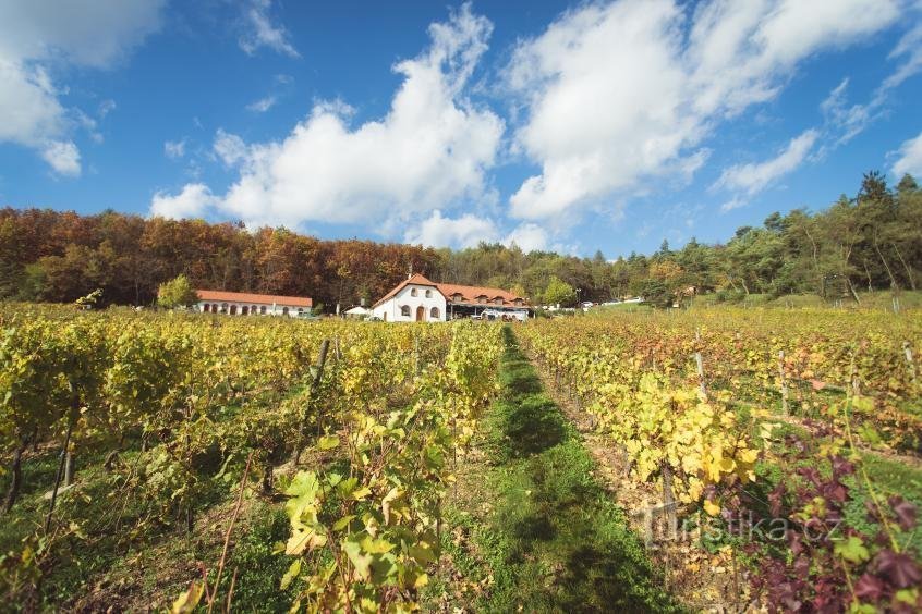 Sádek wine center