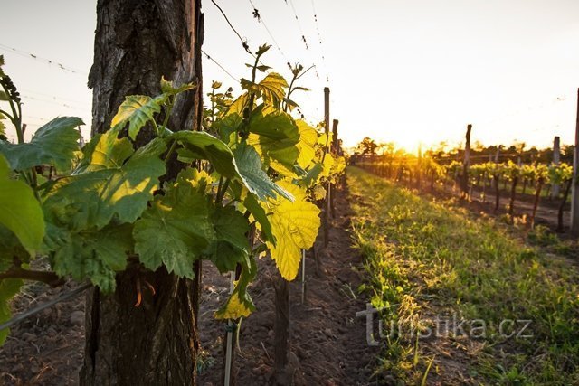 Weinberg beim Pfarrhaus in Ivani