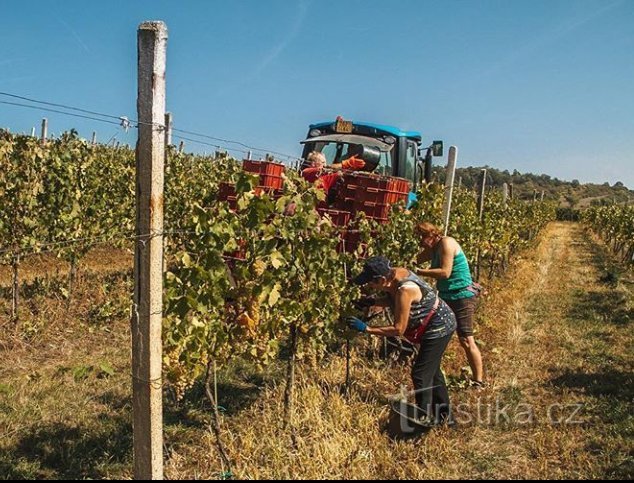 Stojak na wino pod Hazmburkiem