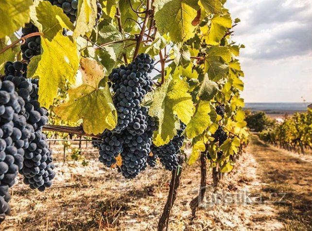 Stojak na wino pod Hazmburkiem