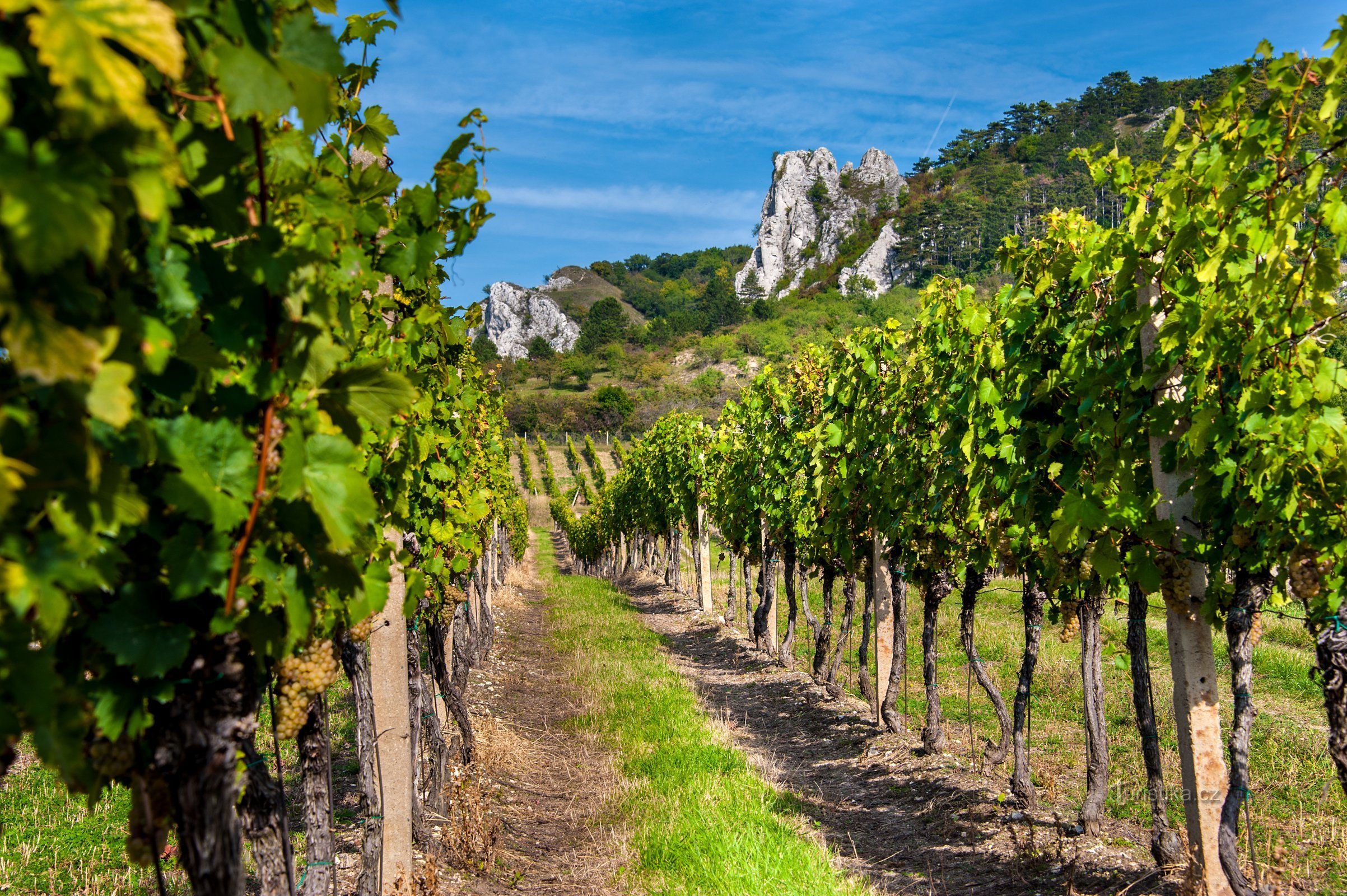 Cave et maison de vin Popela