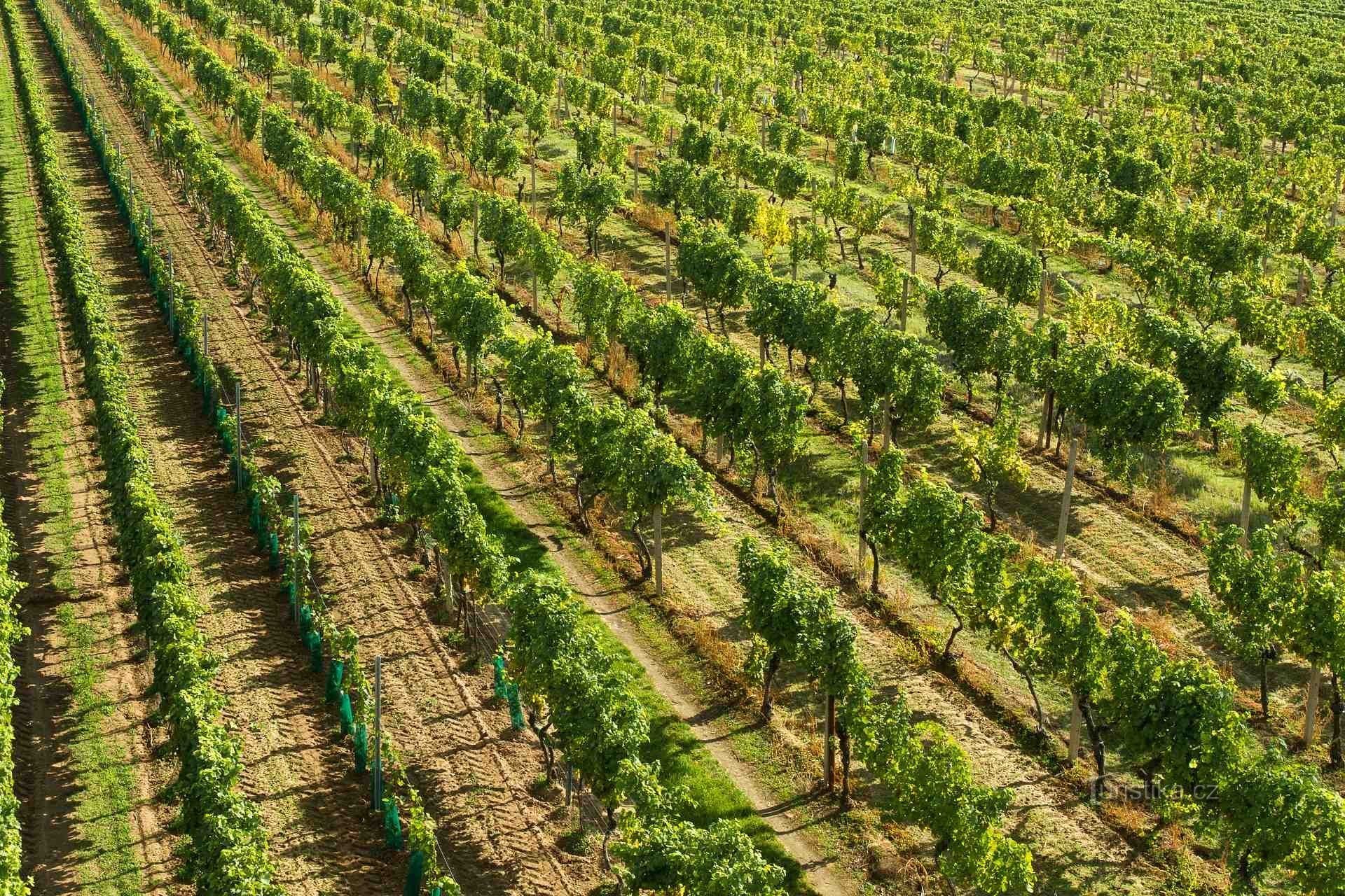 Jiří Šmerák Winery