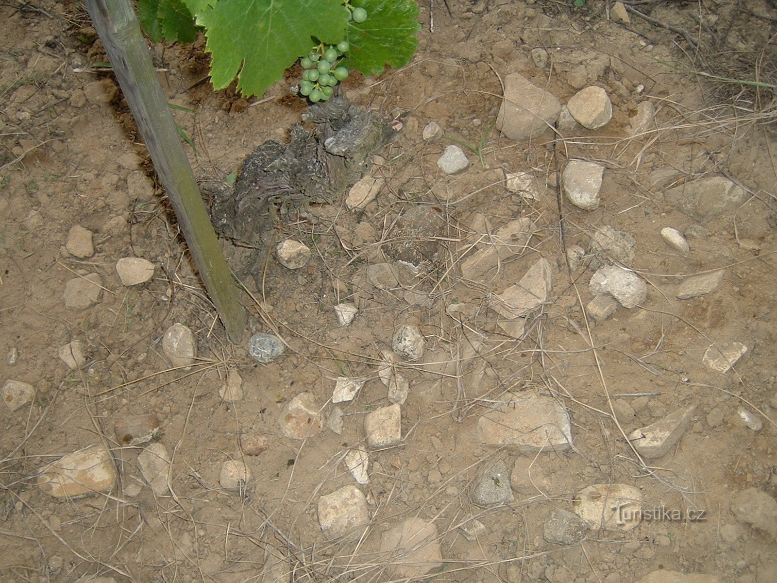 Koráb Winery - vine fra gamle vinmarker