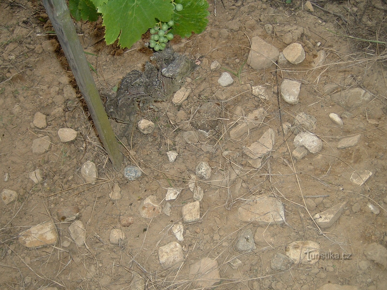 Koráb Winery - wijnen uit oude wijngaarden