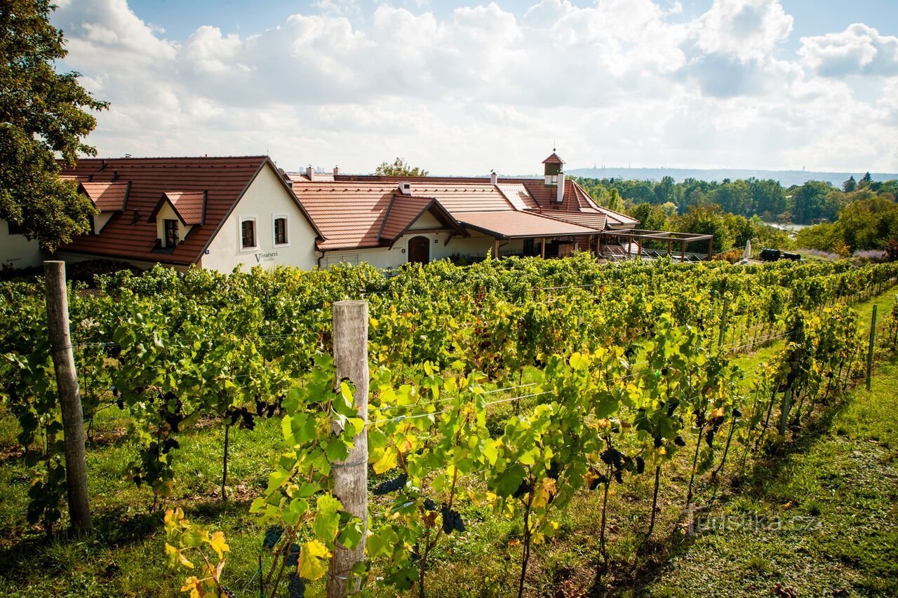 Vinogradništvo Salabka