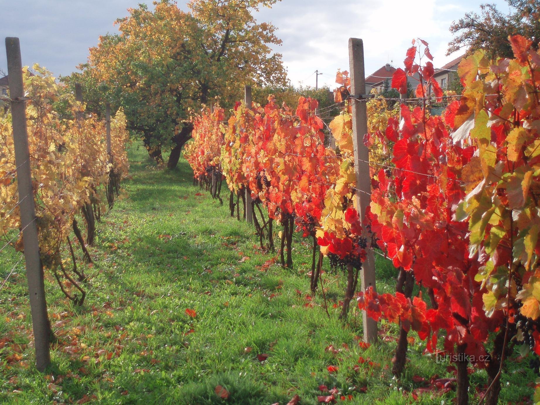 Weingut U Křížů