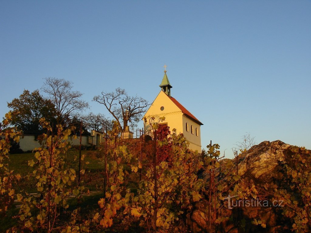 Vingård och vinbutik St. Clary