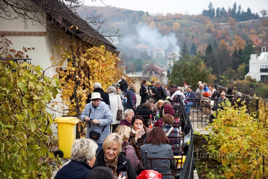 Vinograd in vinoteka St. Clary