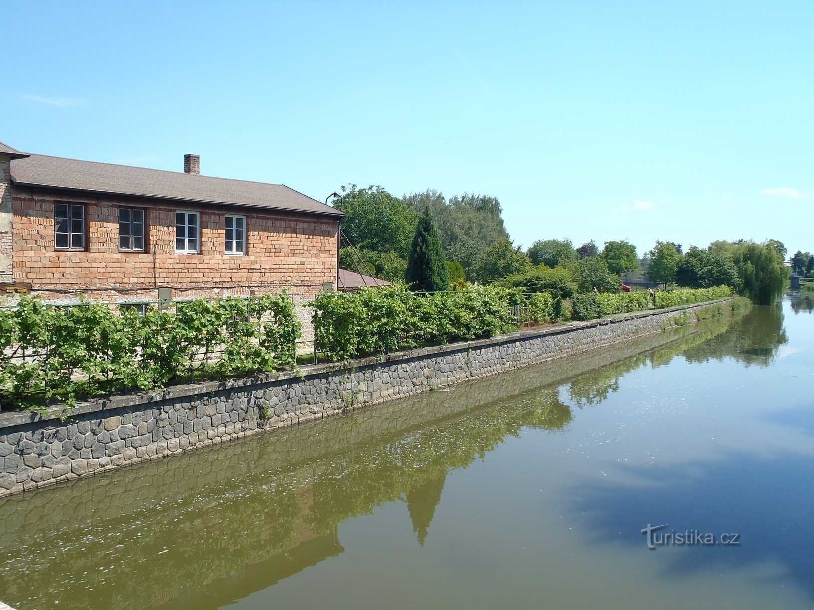 Szőlőültetvények a Cidlina partján Chlumec nad Cidlinouban - 16.6.2012.