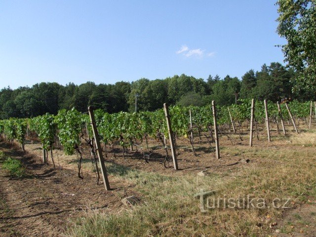 Winnice na zboczu wzgórza