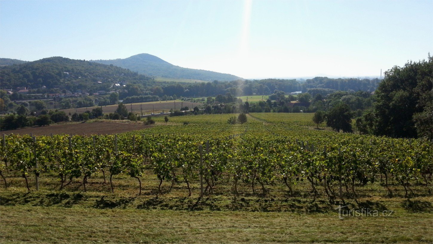 Vinice Nad Młynem