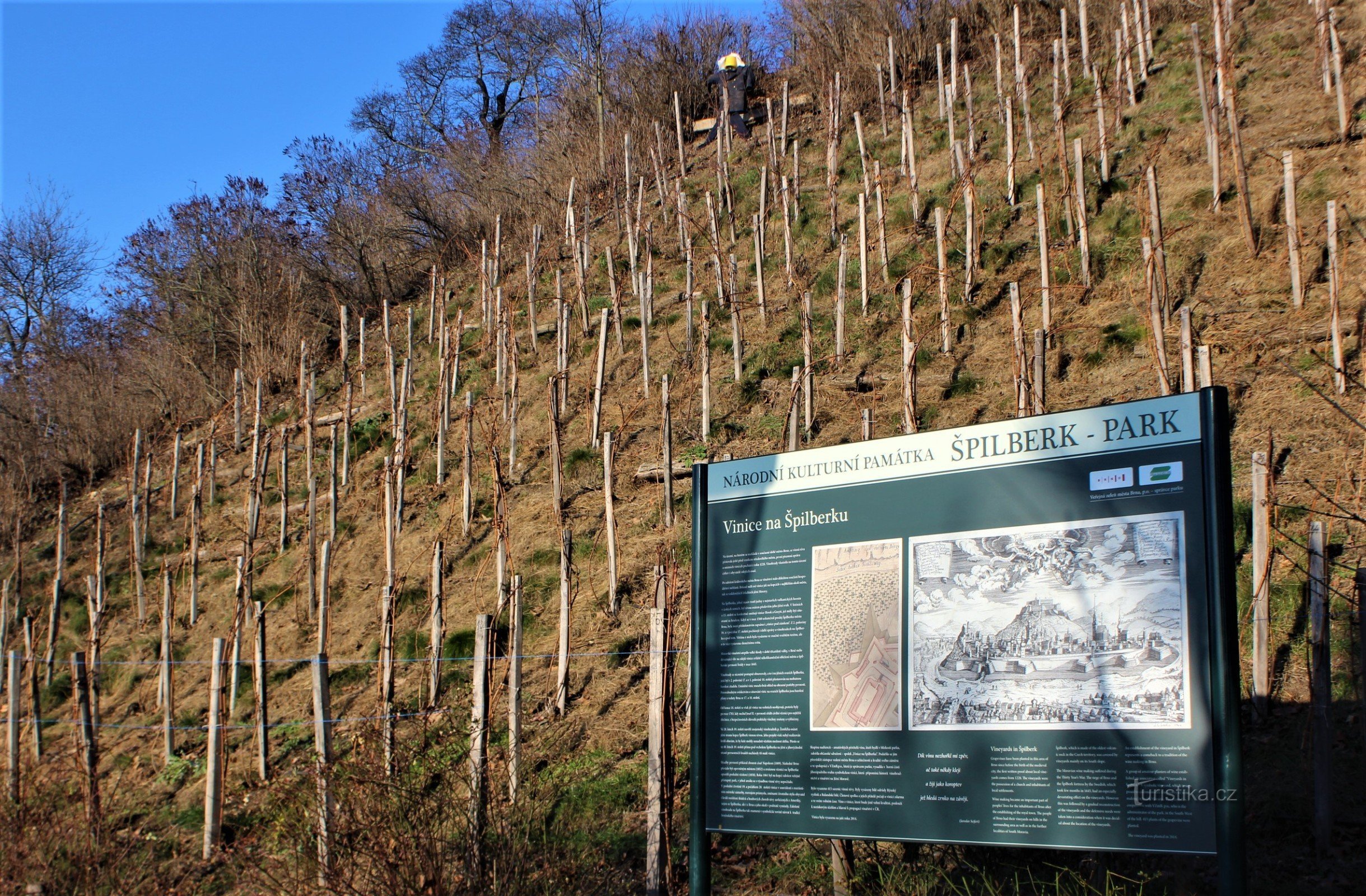 Vineyard with information board
