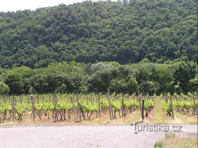 Vignoble de Šobes