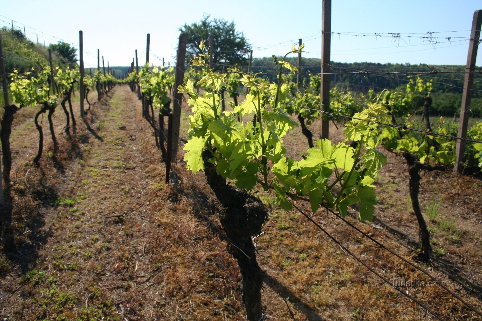 Primer plano del viñedo de Šobes