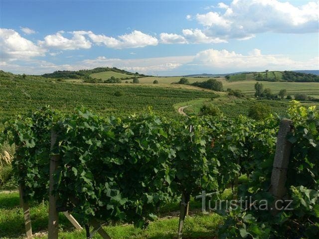 Wijngaard bij het dorp Bavory: Wijndorp aan de voet van Pálava. Het jaar 2006 belooft een goede oogst
