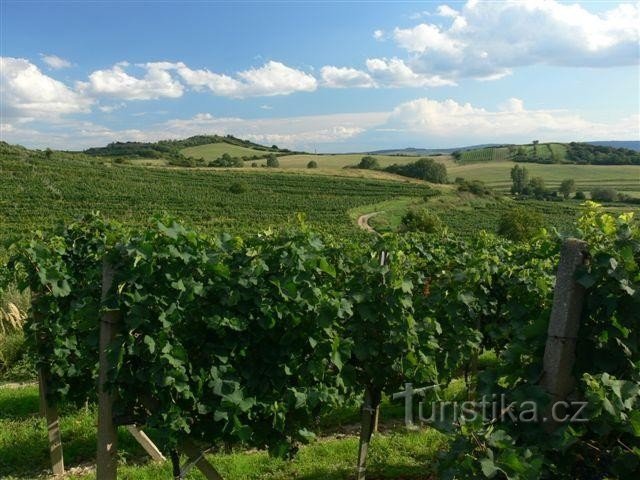 Vinha perto da aldeia de Bavory: Aldeia vitícola no sopé da Pálava. O ano de 2006 promete uma boa colheita