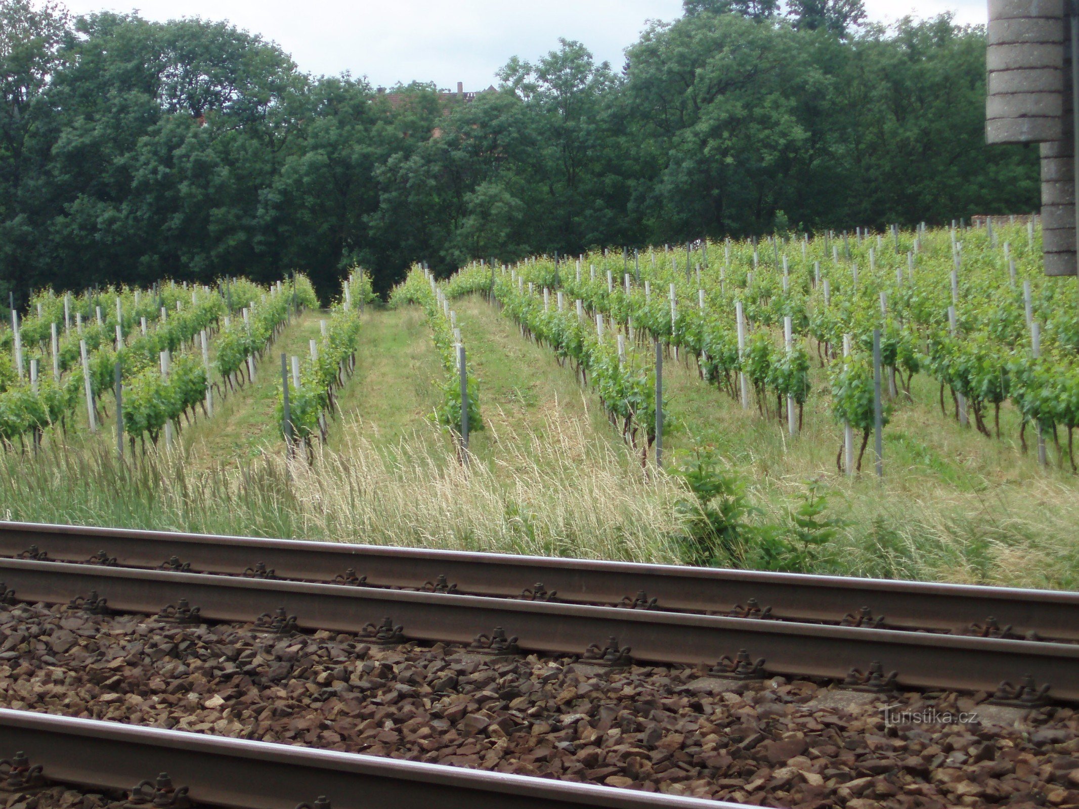 Weinberge in Malé Žernoseky