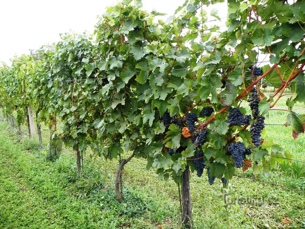 Der Weinberg hinter den Weinkellern in der Straße Wolkerová