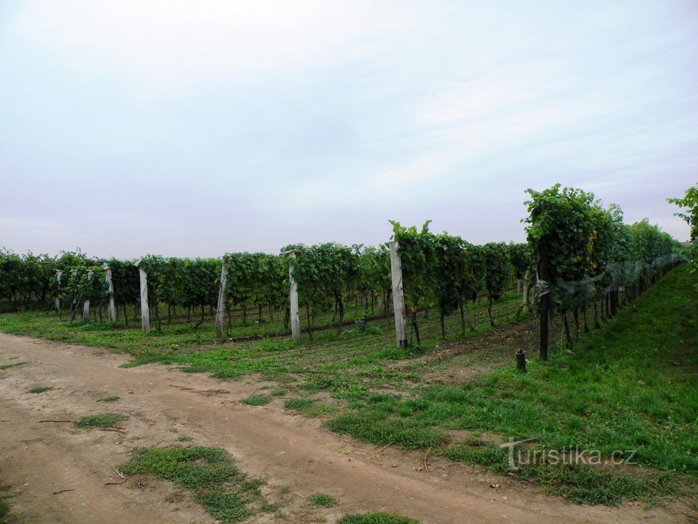 Der Weinberg hinter den Weinkellern in der Straße Wolkerová