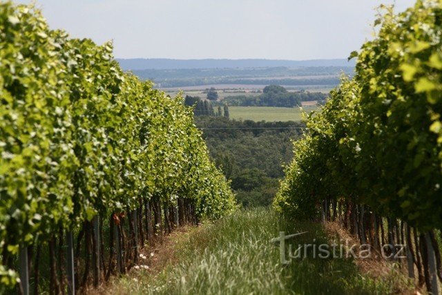 Strada dei vigneti vicino a Hájko; www.vinazmoravy.cz