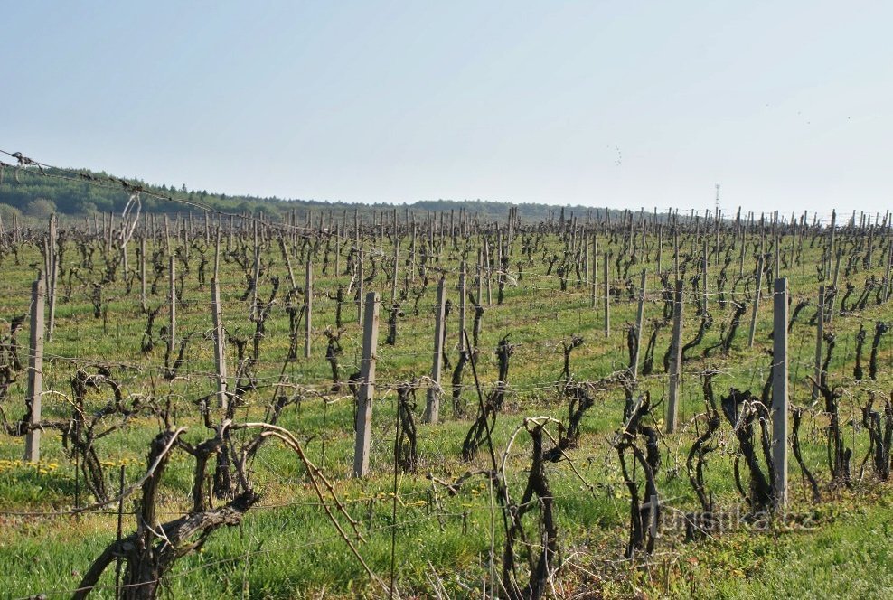 vignoble près de Nechvalín (nous louons...)