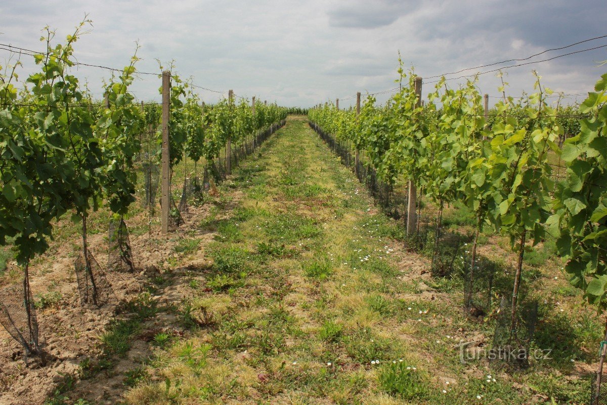 Vinohrady nær Tvrdonice