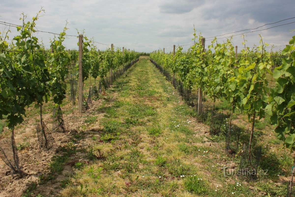 Vinohrady près de Tvrdonice