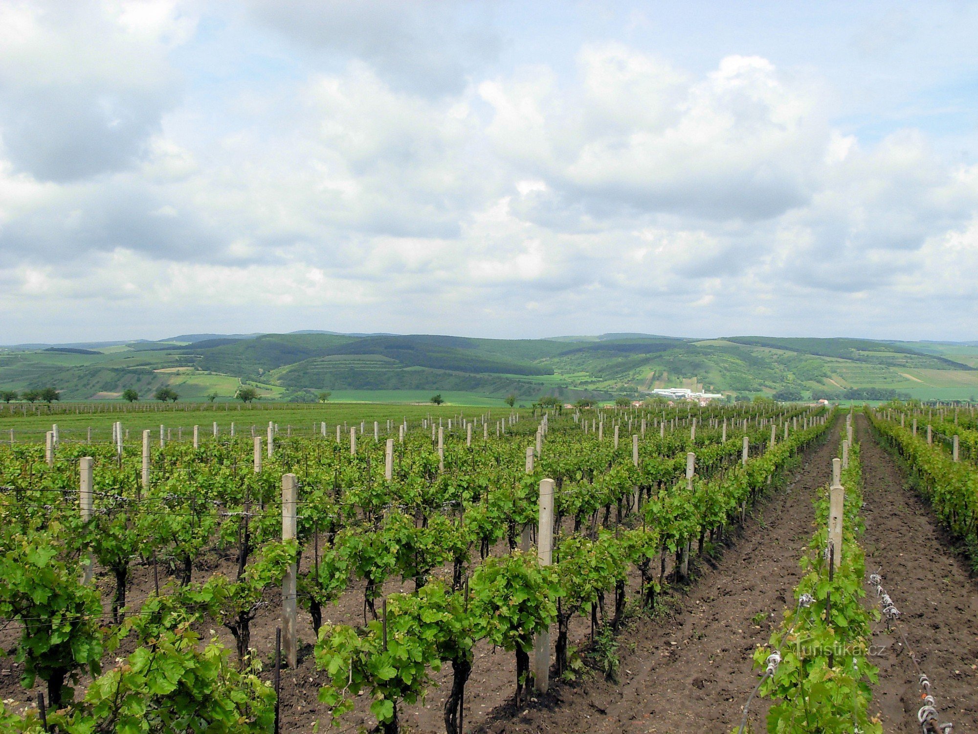 Vinohrady nad Kobylím，背景中的 Ždánický 森林