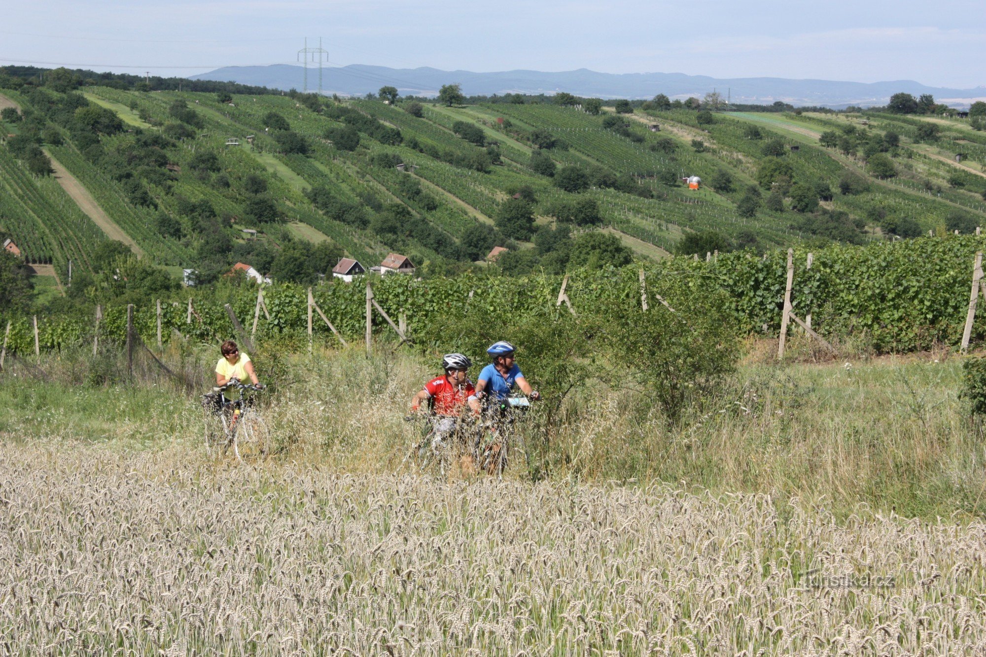 Vinohrady bajo las montañas Dubňanské