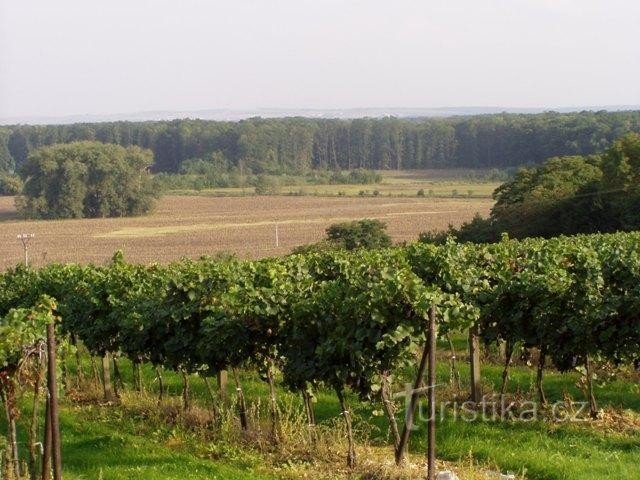 Vinohrady: Vinohrady tussen Týnec en Moravská Nova Vsí, uitzicht op uiterwaardenbos