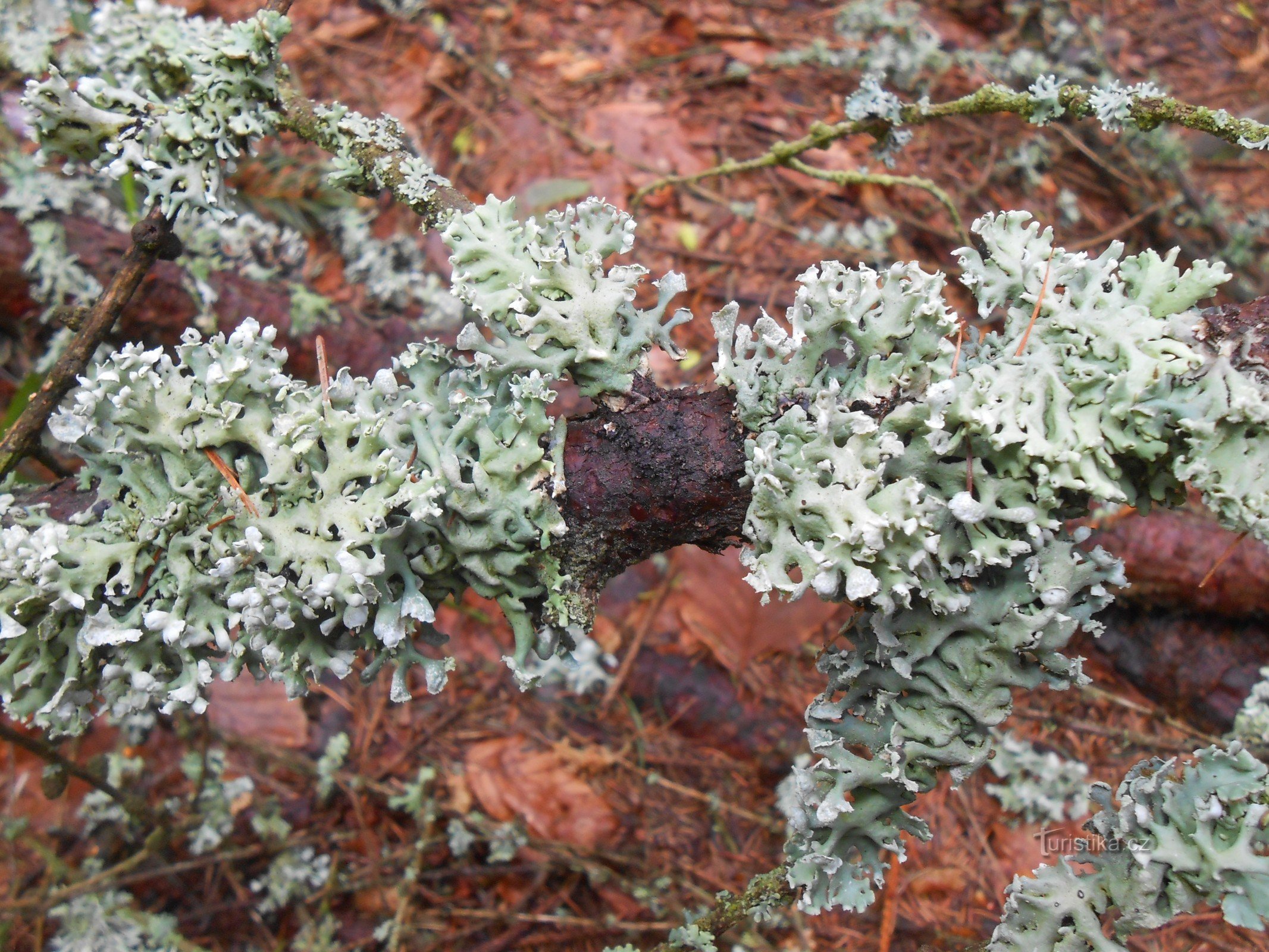 Visalaje-White Cross-spring of Moravka