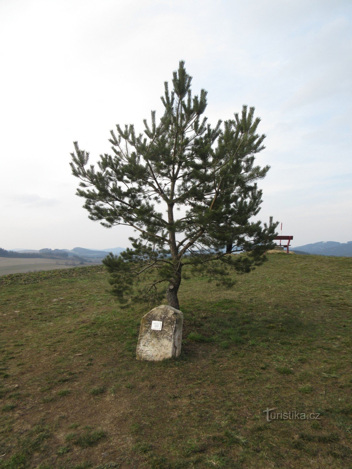 Vítochov – church and Munzar's pine