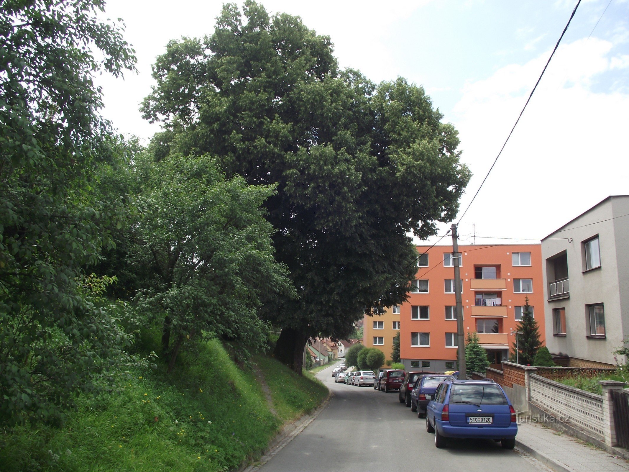Vizovice - a memorial linden tree