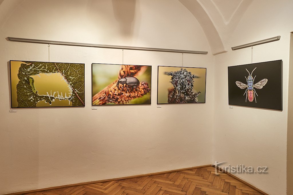 Museo di storia locale a Olomouc - Il meraviglioso mondo degli invertebrati