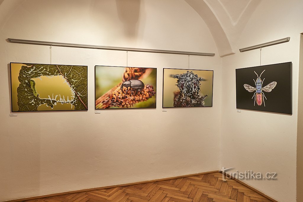 Local history museum in Olomouc - The wonderful world of invertebrates