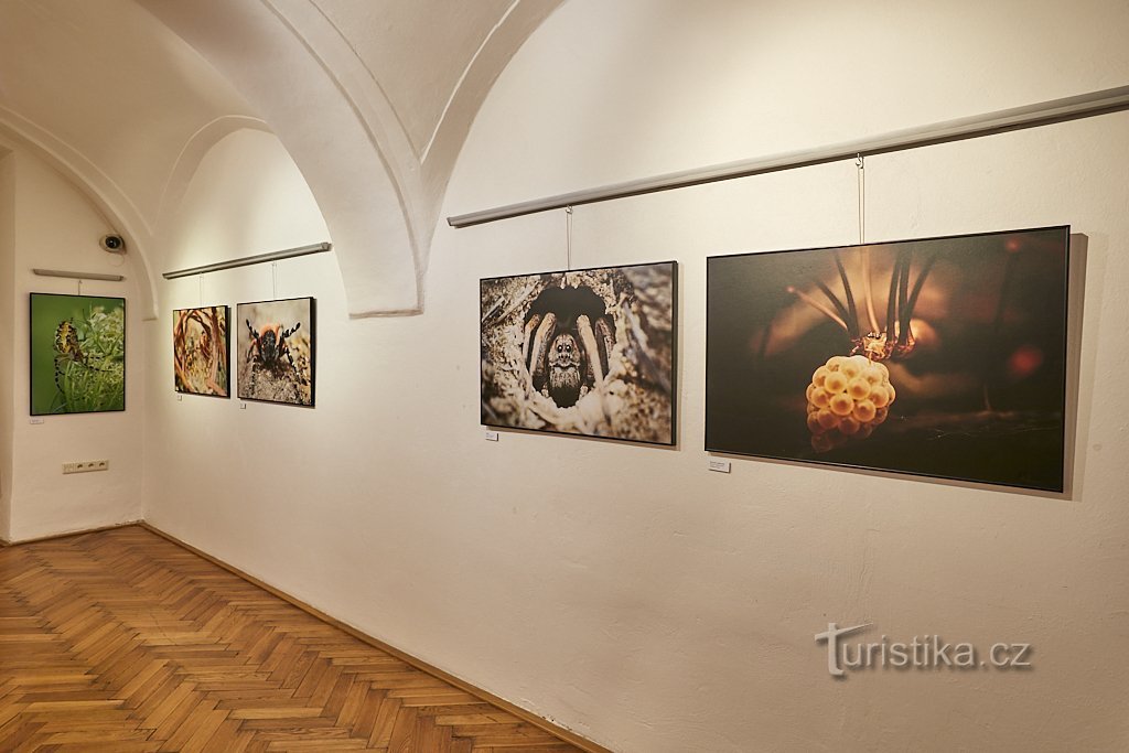 Museo di storia locale a Olomouc - Il meraviglioso mondo degli invertebrati