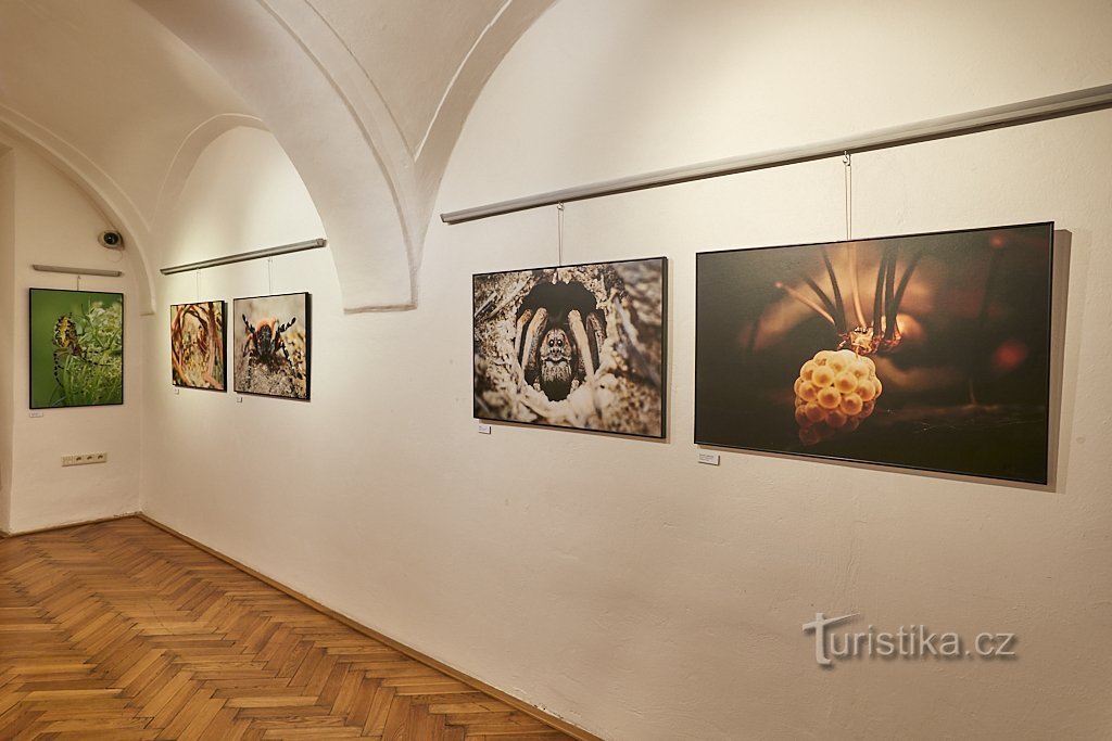 Museo de historia local en Olomouc - El maravilloso mundo de los invertebrados