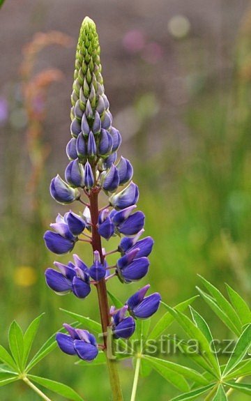 Lupine