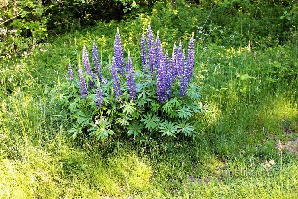 Lupine