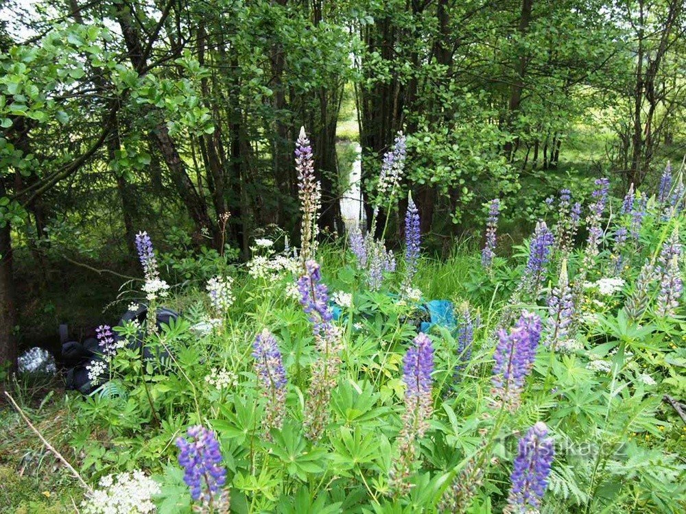 Lupin tại Mže