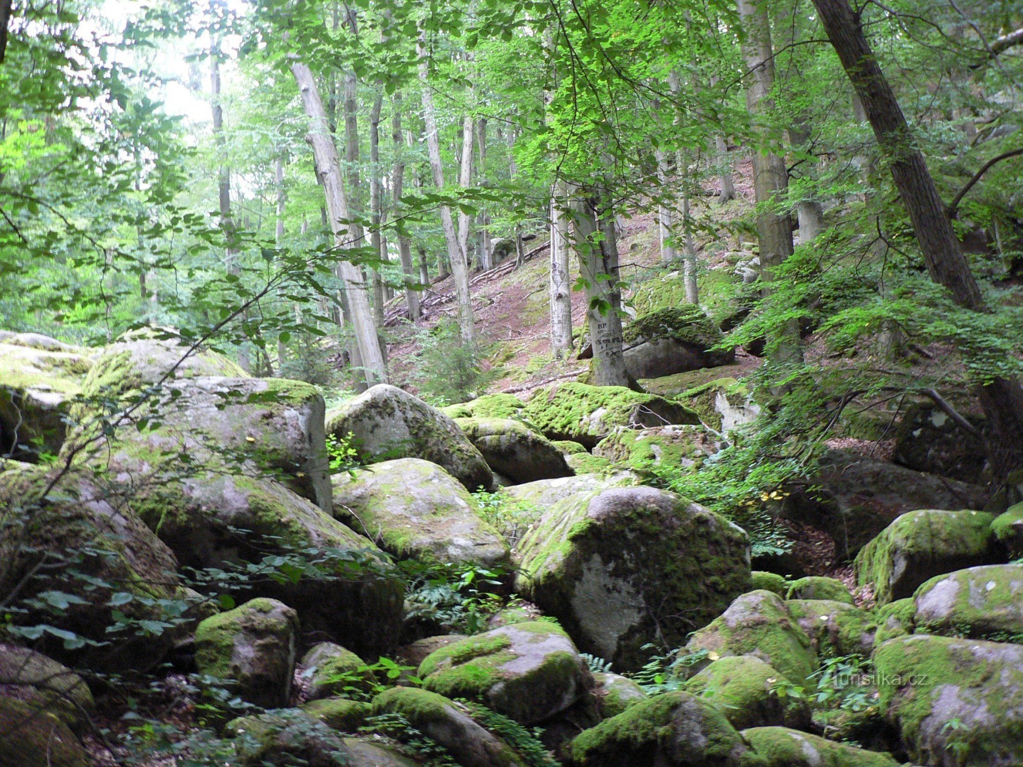 Vlčí rokle, Grybla - Hornopožárecký forest