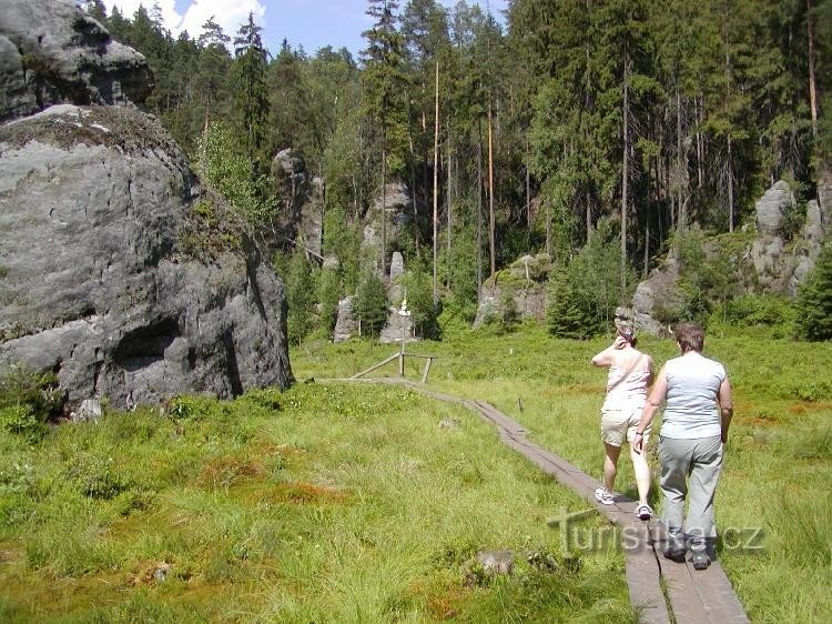 Suden rotko järven rannalla