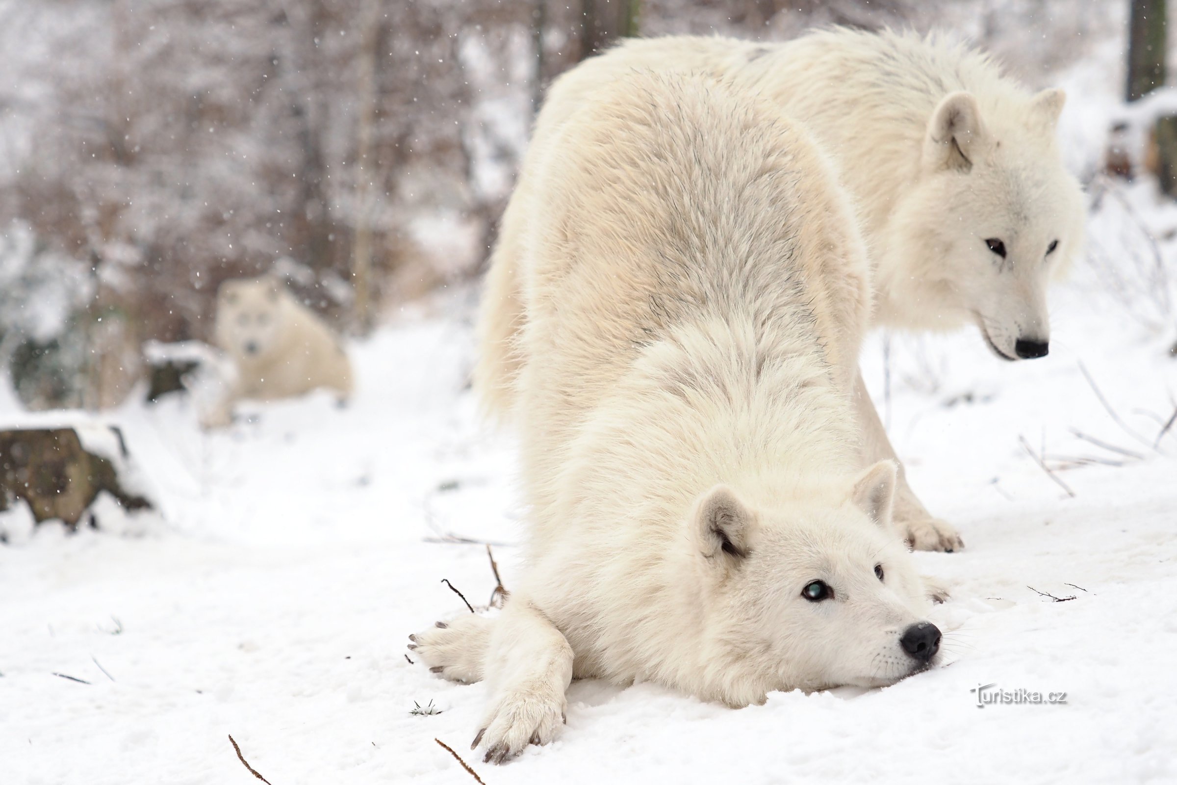 Loups au zoo d'Olomouc