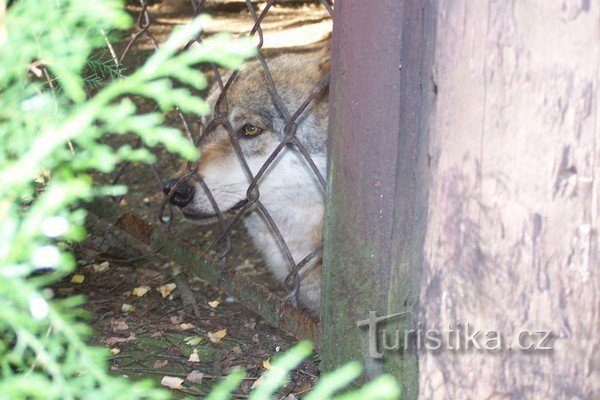 A wolf on the lookout...