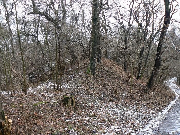 Arbre intérieur