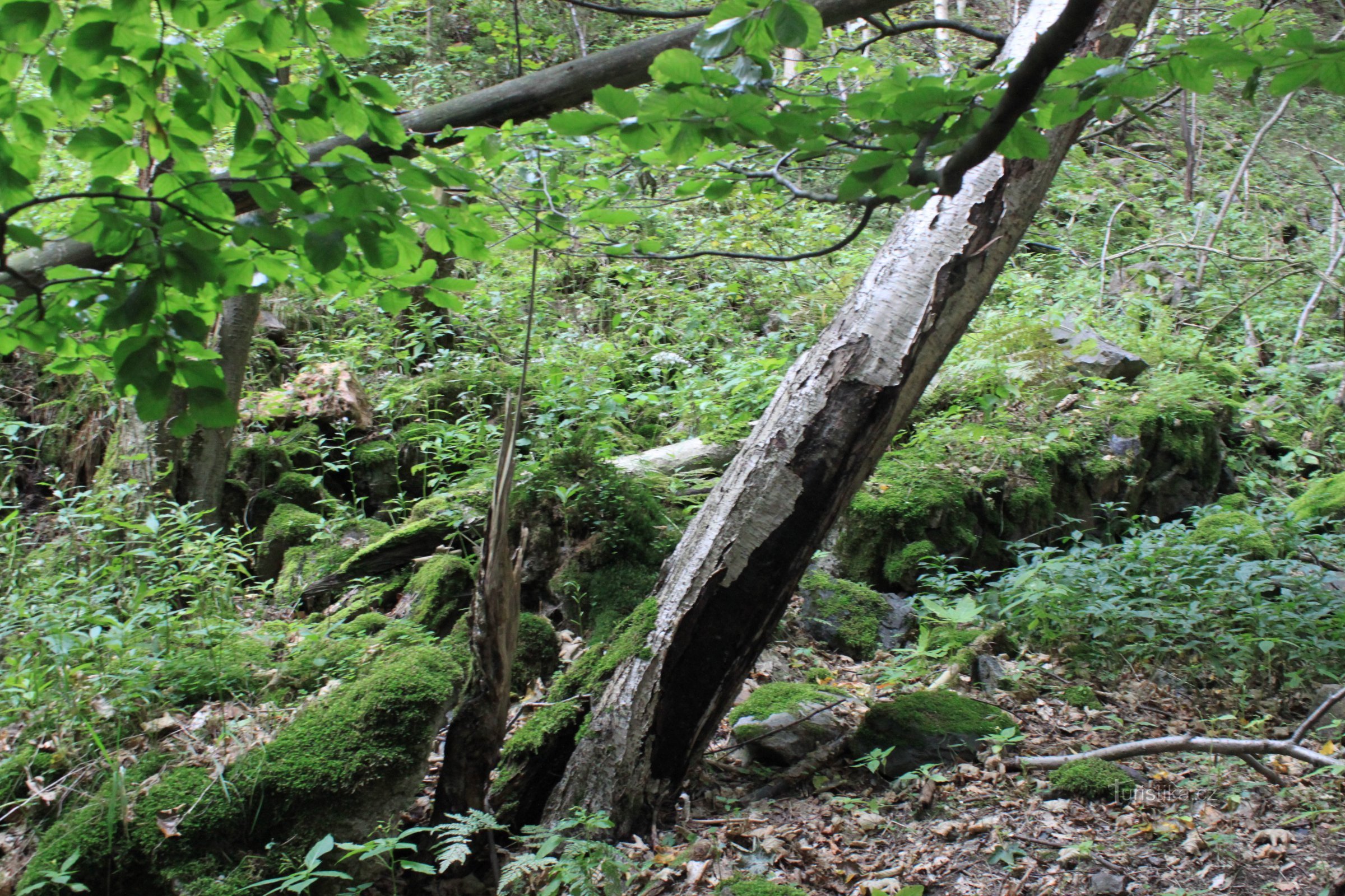 Wasserwerk An der Wasserbuche