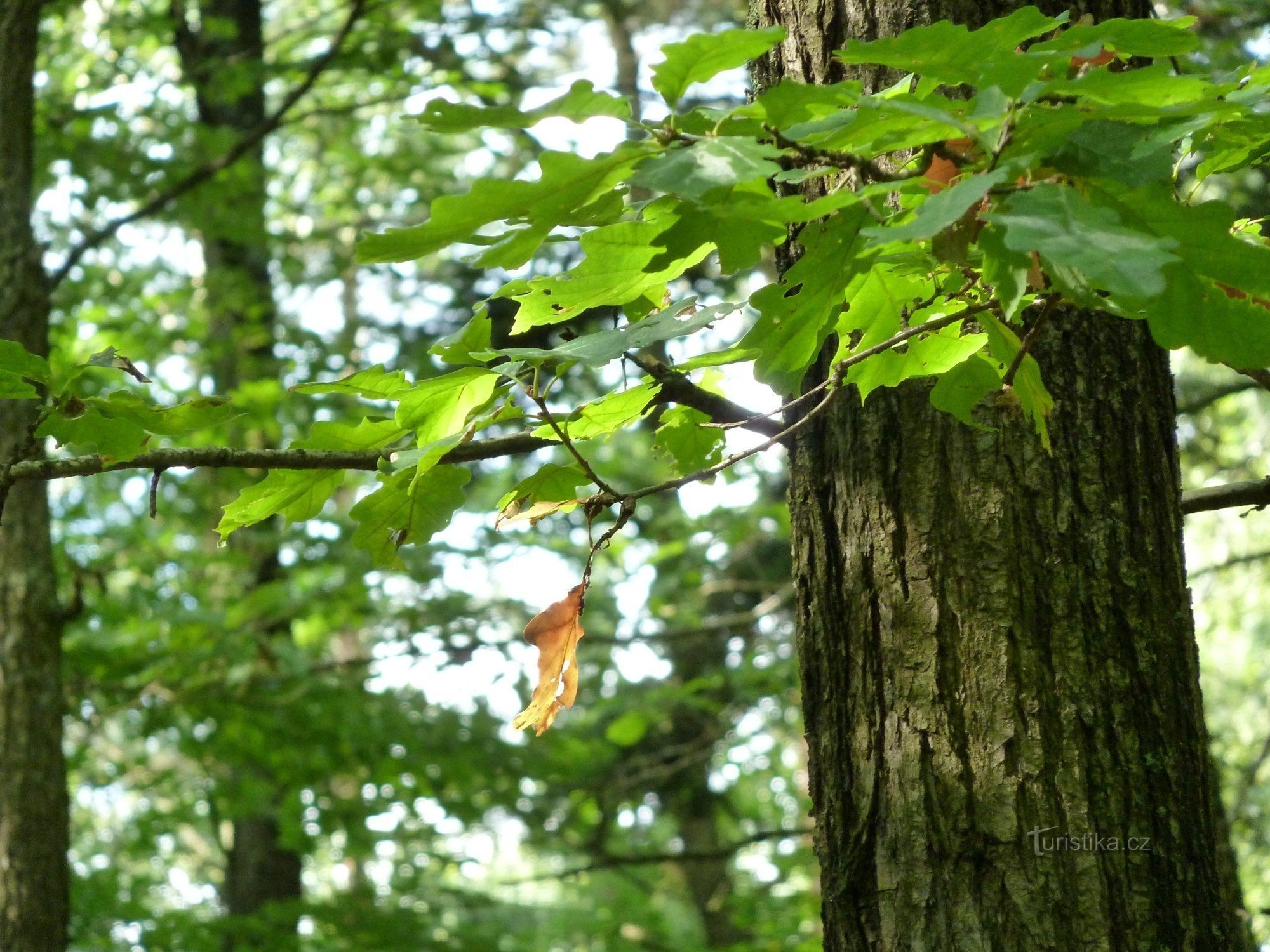 Voděradské pyökkimetsät