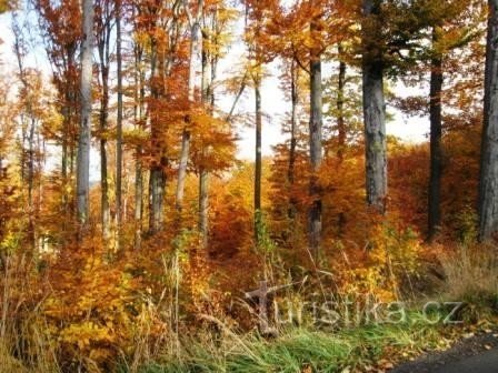 Водерадські буки восени 01